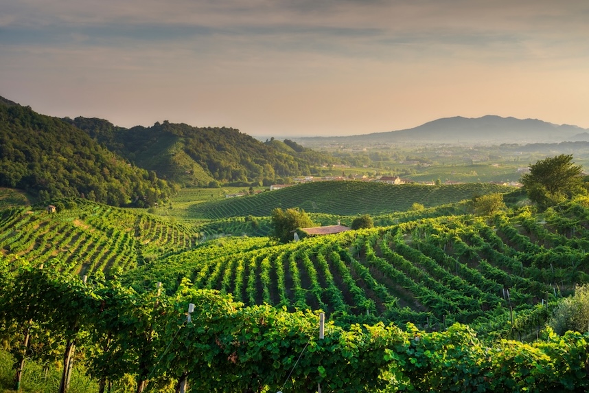 Weine aus Venetien: Geschichte, Rebsorten und perfekte Kombinationen